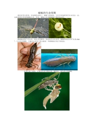 蜻蜓的生命周期