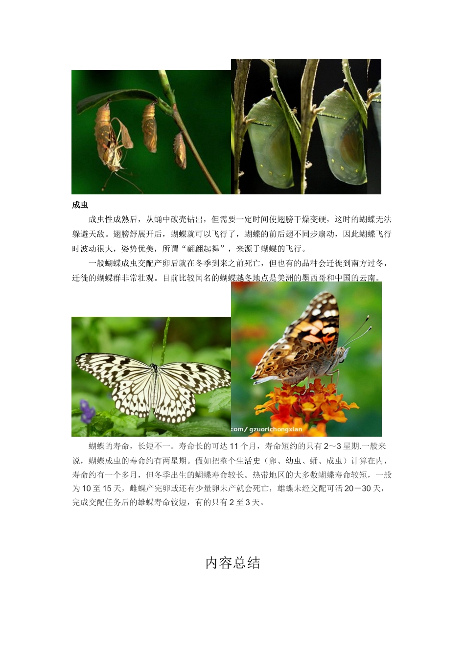蝴蝶的生命周期_第2页