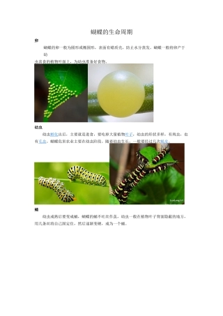 蝴蝶的生命周期