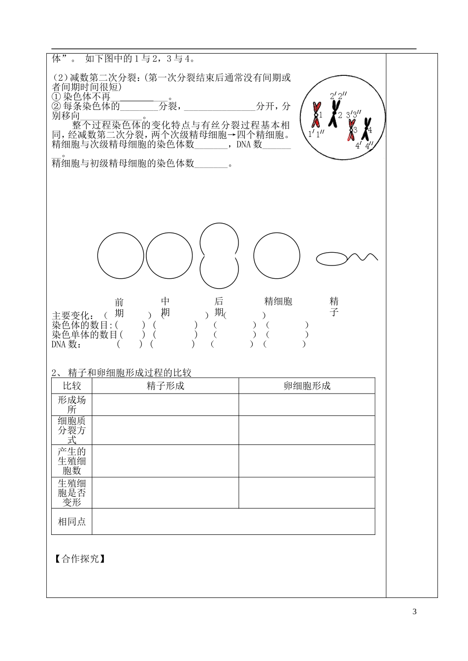 山东省泰安市肥城市第三中学高中生物 有丝分裂和减数分裂复习学案 新人教版选修3_第3页