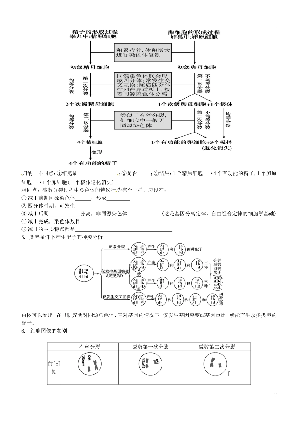 山西省朔州市李林中学2013届高考生物一轮复习 减数分裂和受精作用导学案2 新人教版必修1_第2页