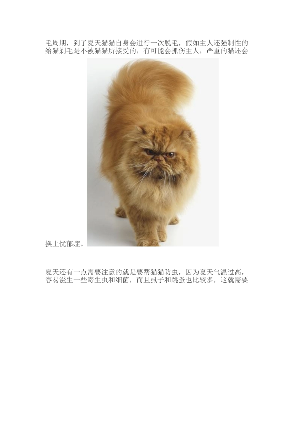 夏季养猫4大注意事项!_第2页