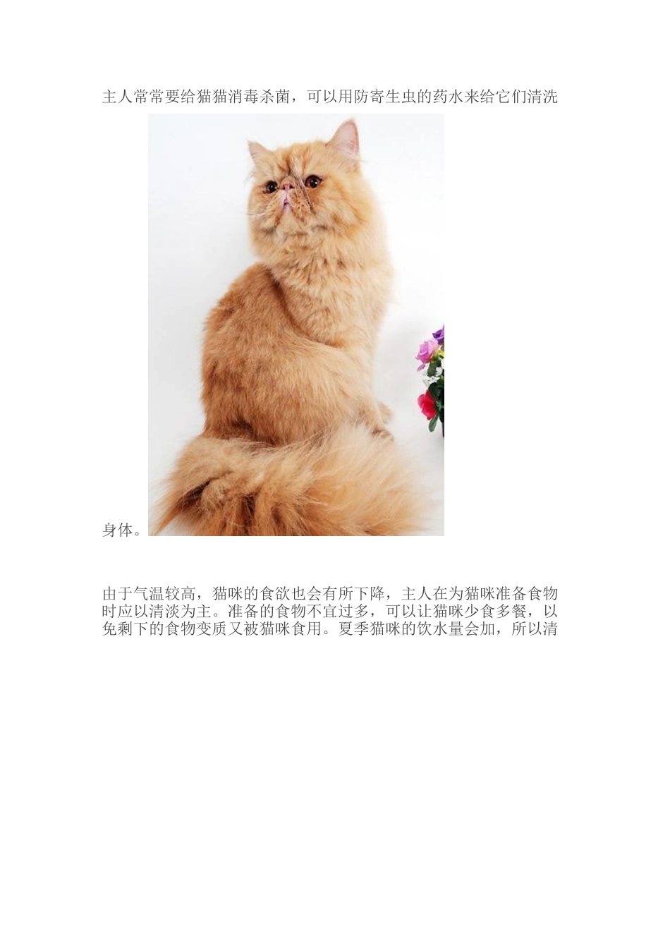 夏季养猫4大注意事项!_第3页