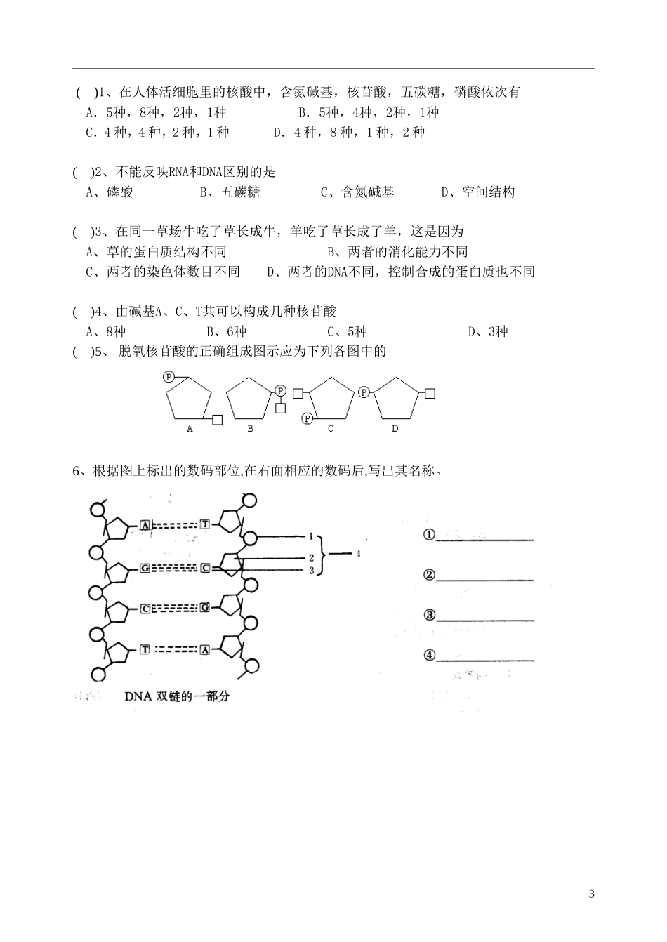 江苏省怀仁中学2014高中生物《第二单元 第三节 遗传信息的携带者—核酸》教学案 新人教版必修1_第3页