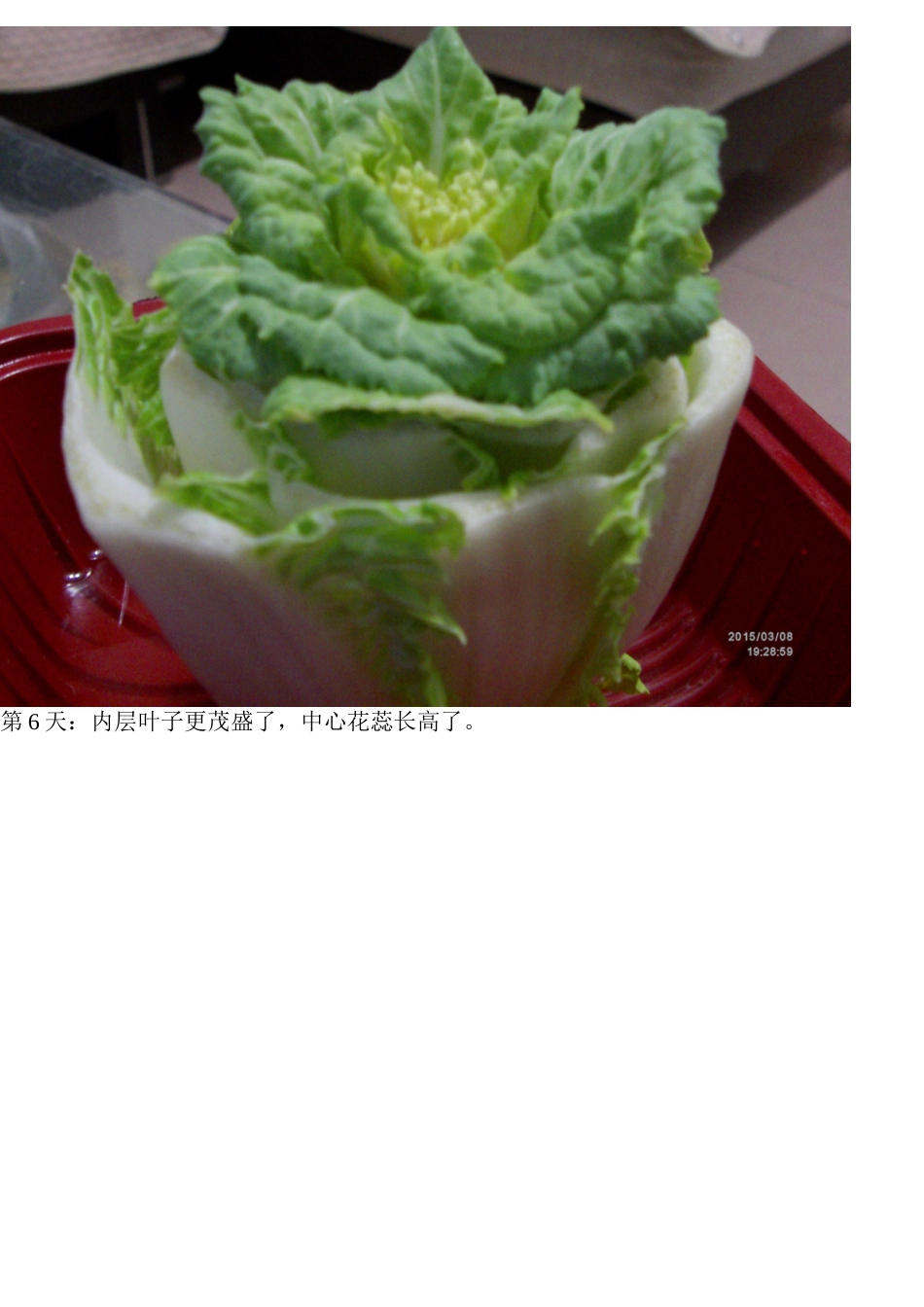 白菜花培育实验_第2页