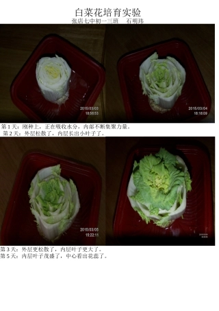 白菜花培育实验
