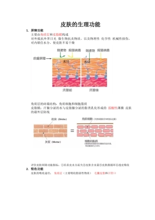 皮肤的生理功能