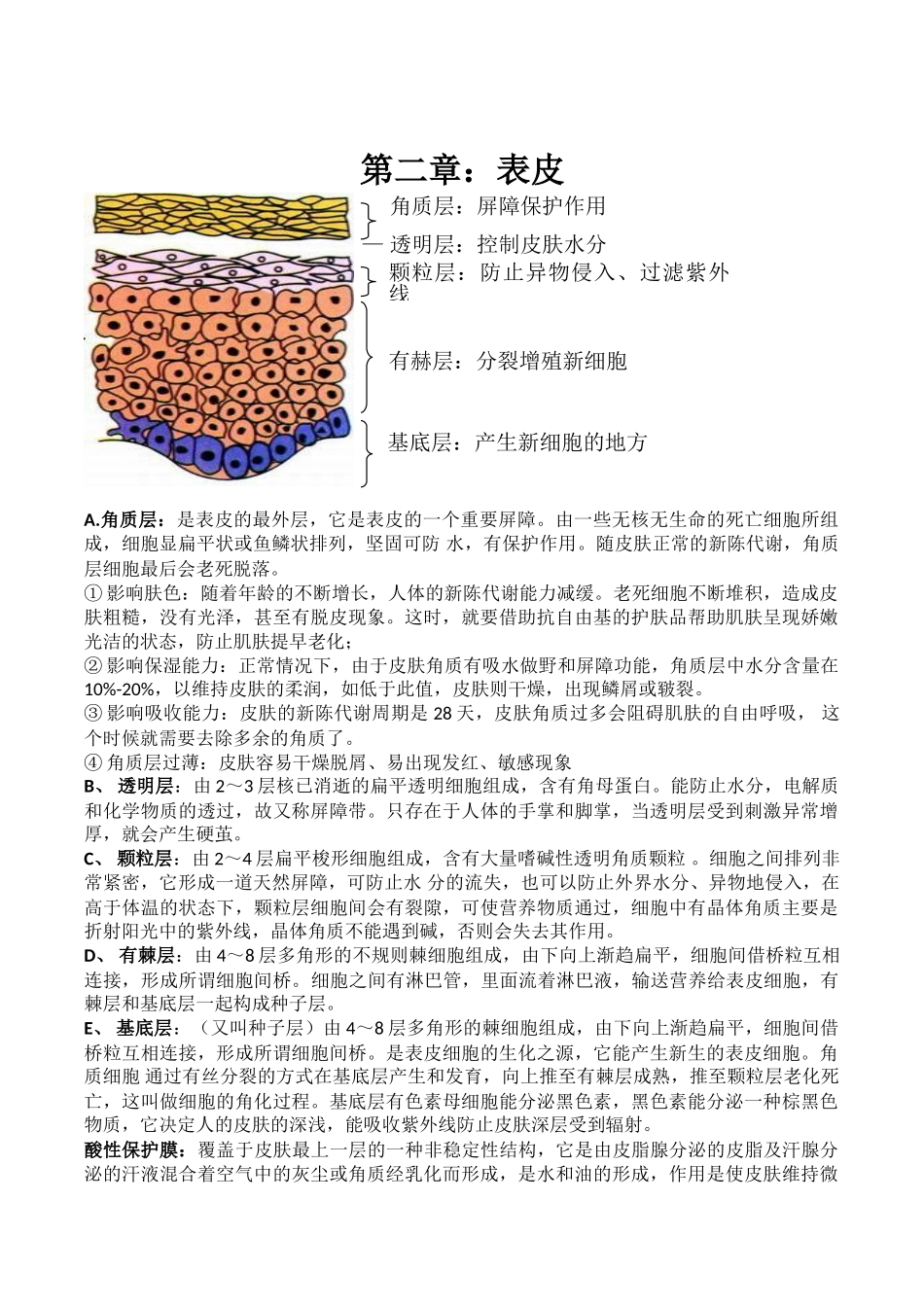 皮肤管理基础知识_第2页