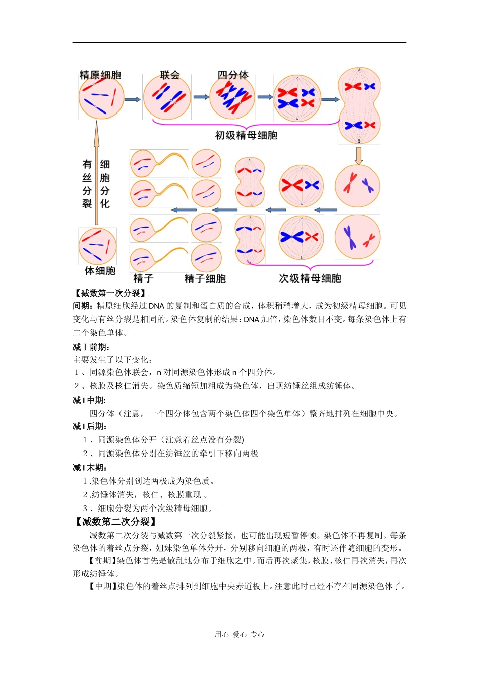 湖北省黄冈中学备战2010高三生物一轮复习学案 专题05 遗传的细胞基础_第2页