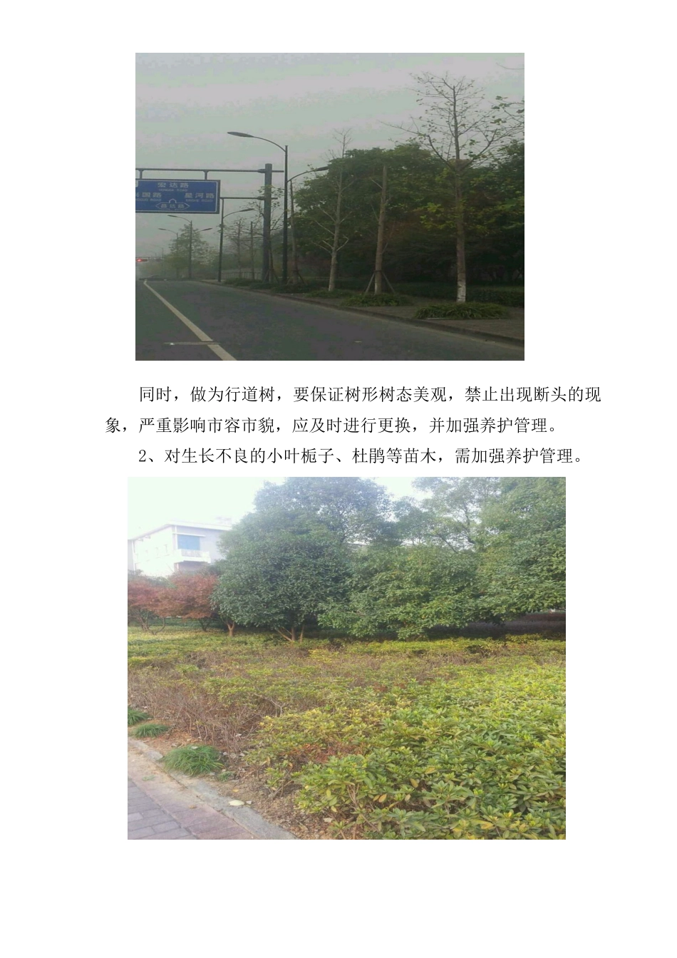 绿化养护合理化建议_第2页