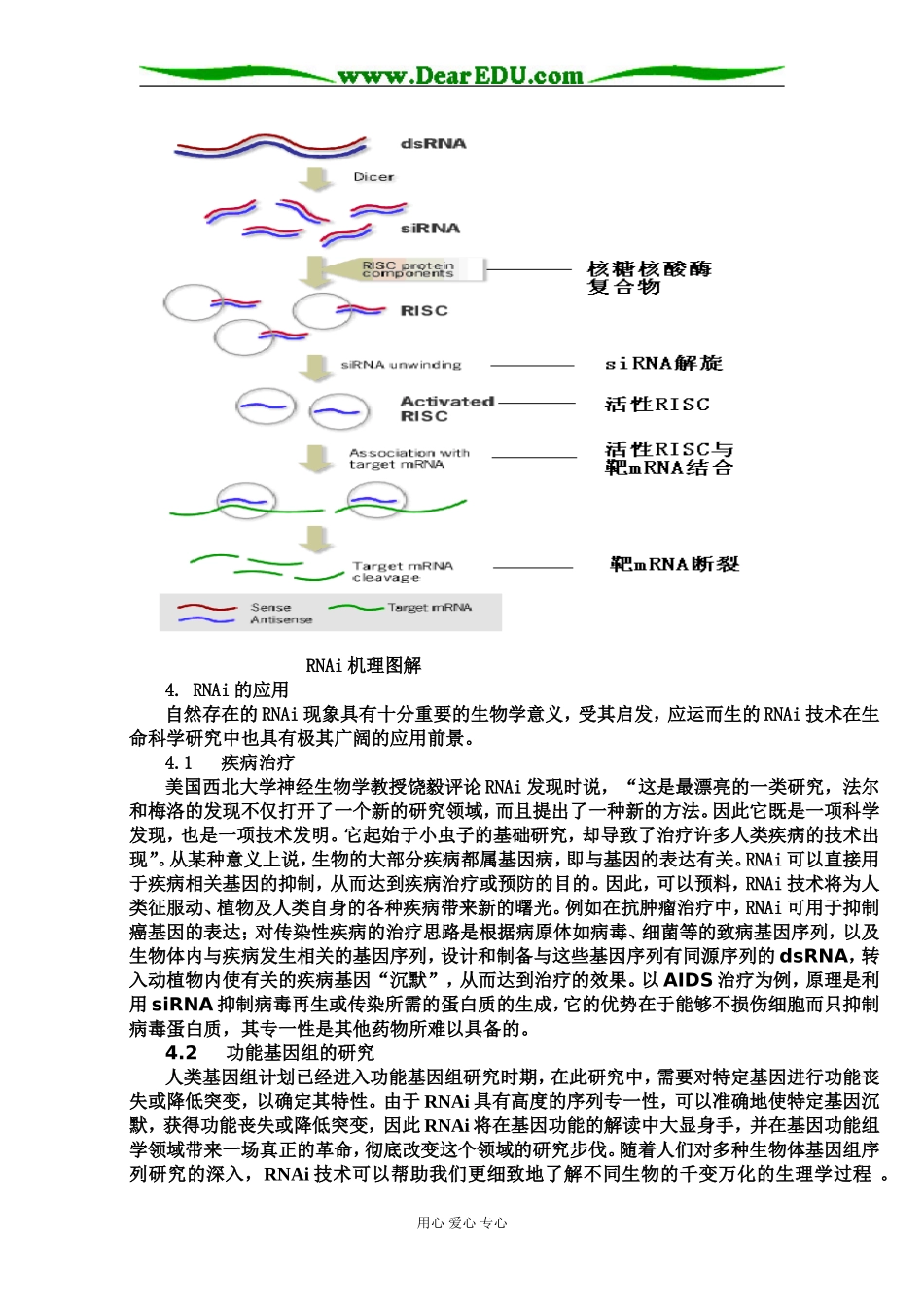 诺贝尔奖与RNA干扰_第3页