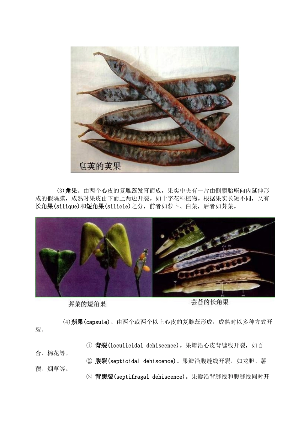 被子植物分类的形态学术语——果实类型_第2页