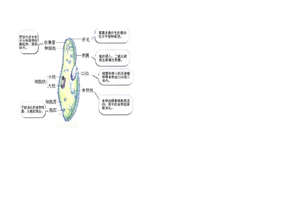 中考生物复习--生物体的结构层次知识点小结_第3页