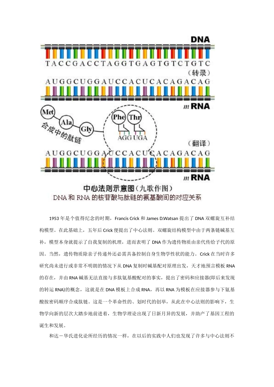 高二生物 4.3《基因控制蛋白质的合成》素材（苏教版必修2）_第2页