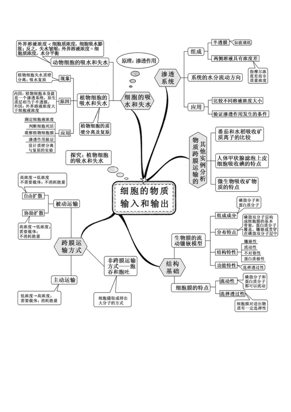 高中生物思维导图_第3页