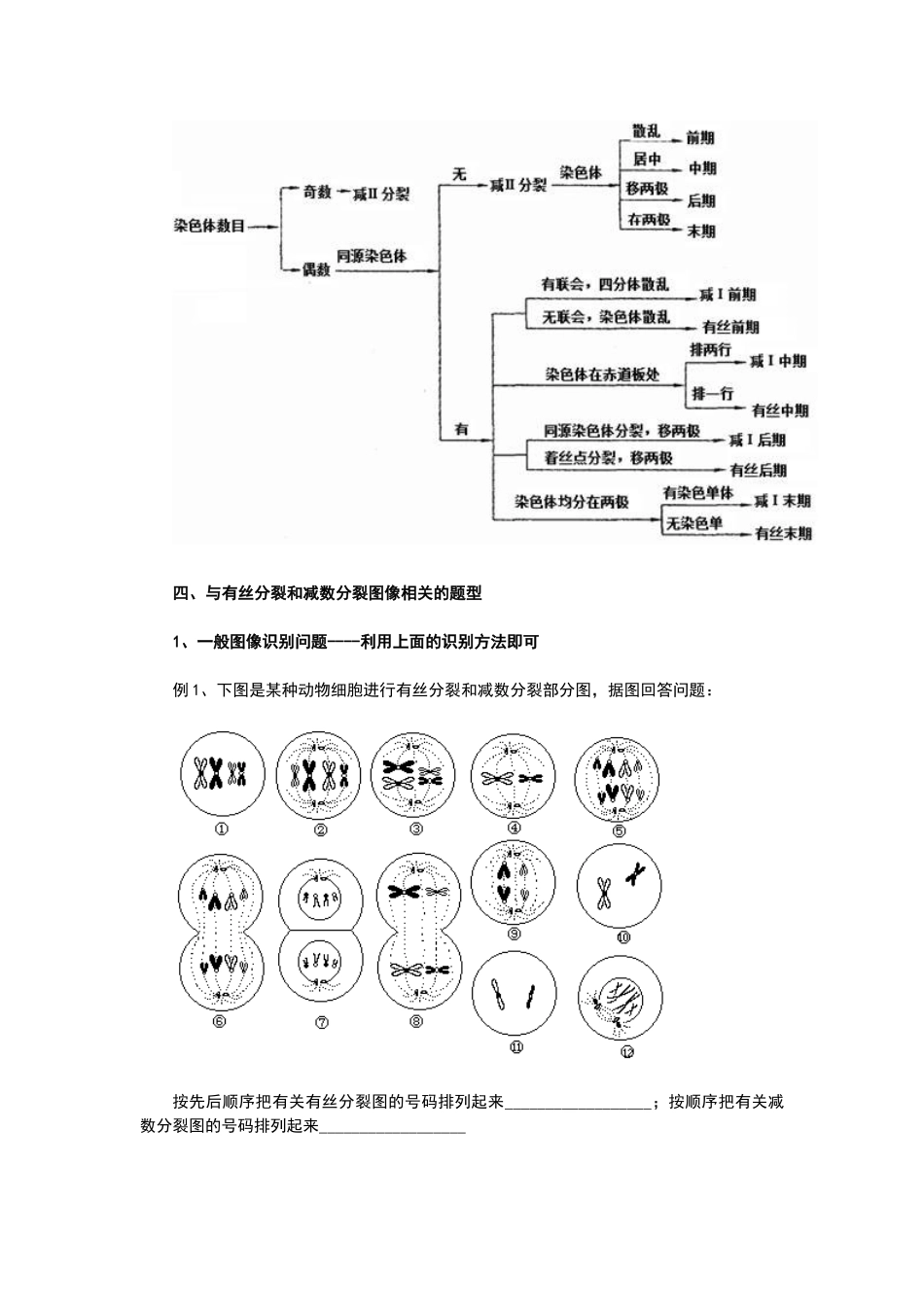 高中生物有丝分裂和减数分裂图解_第3页