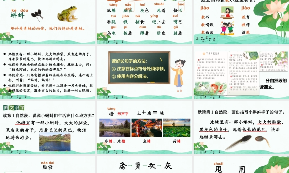 2025秋人教统编版二年级语文上册第一单元1 小蝌蚪找妈妈 课件