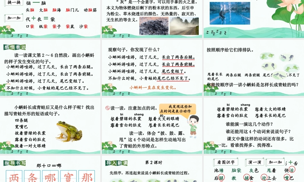 2025秋人教统编版二年级语文上册第一单元1 小蝌蚪找妈妈 课件