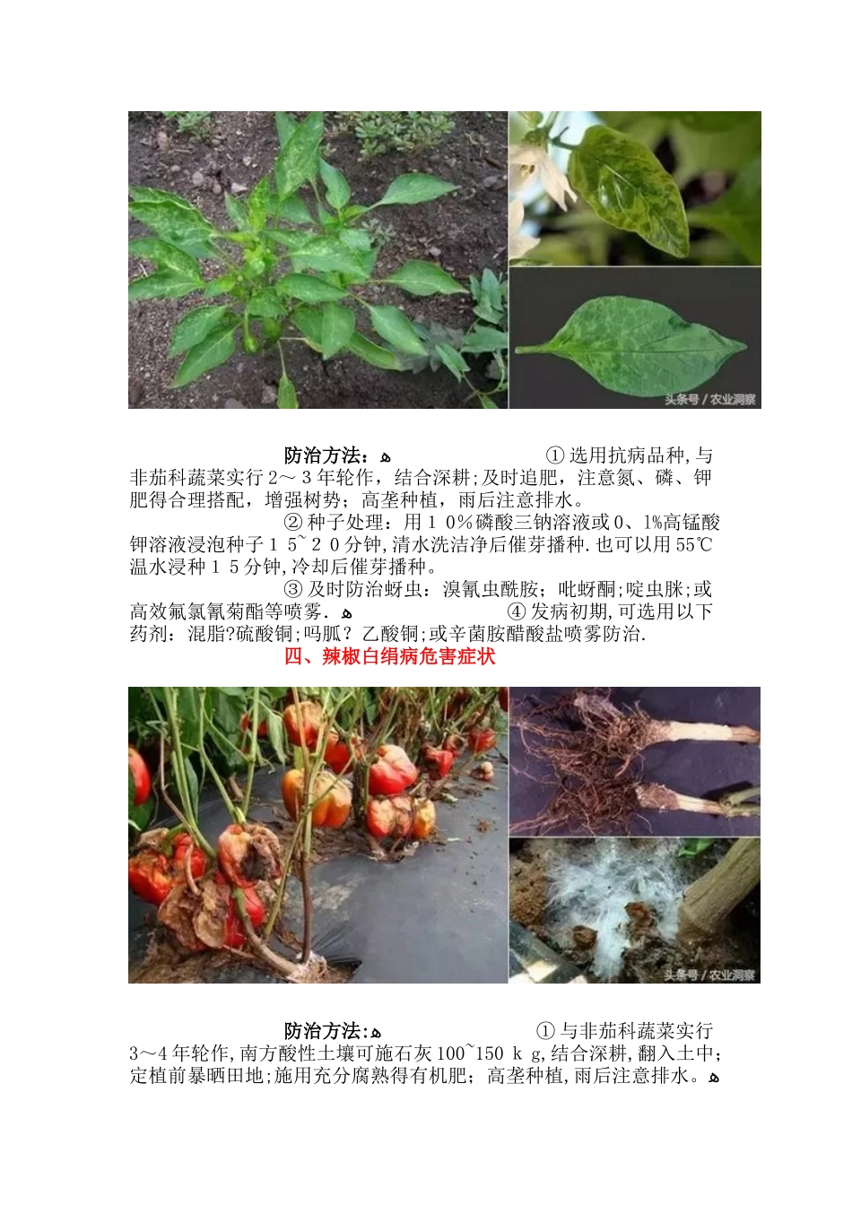 19种辣椒病虫害防治方法详解_第3页