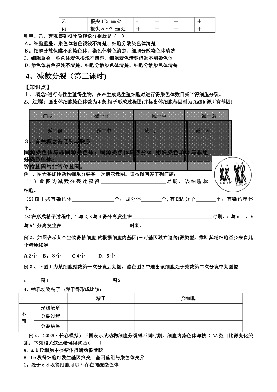 2025届细胞分裂一轮复习学案含答案_第3页