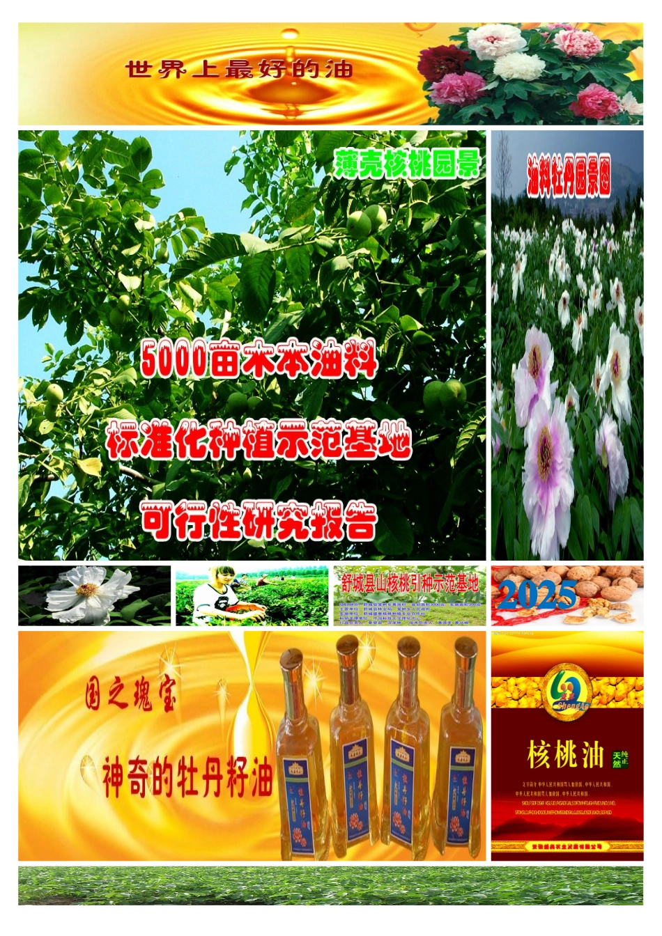 5000亩木本油料项目可行性研究报告书_第1页