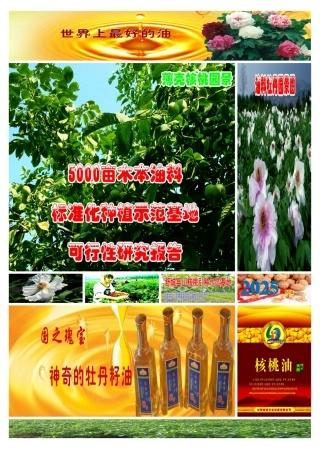 5000亩木本油料项目可行性研究报告书