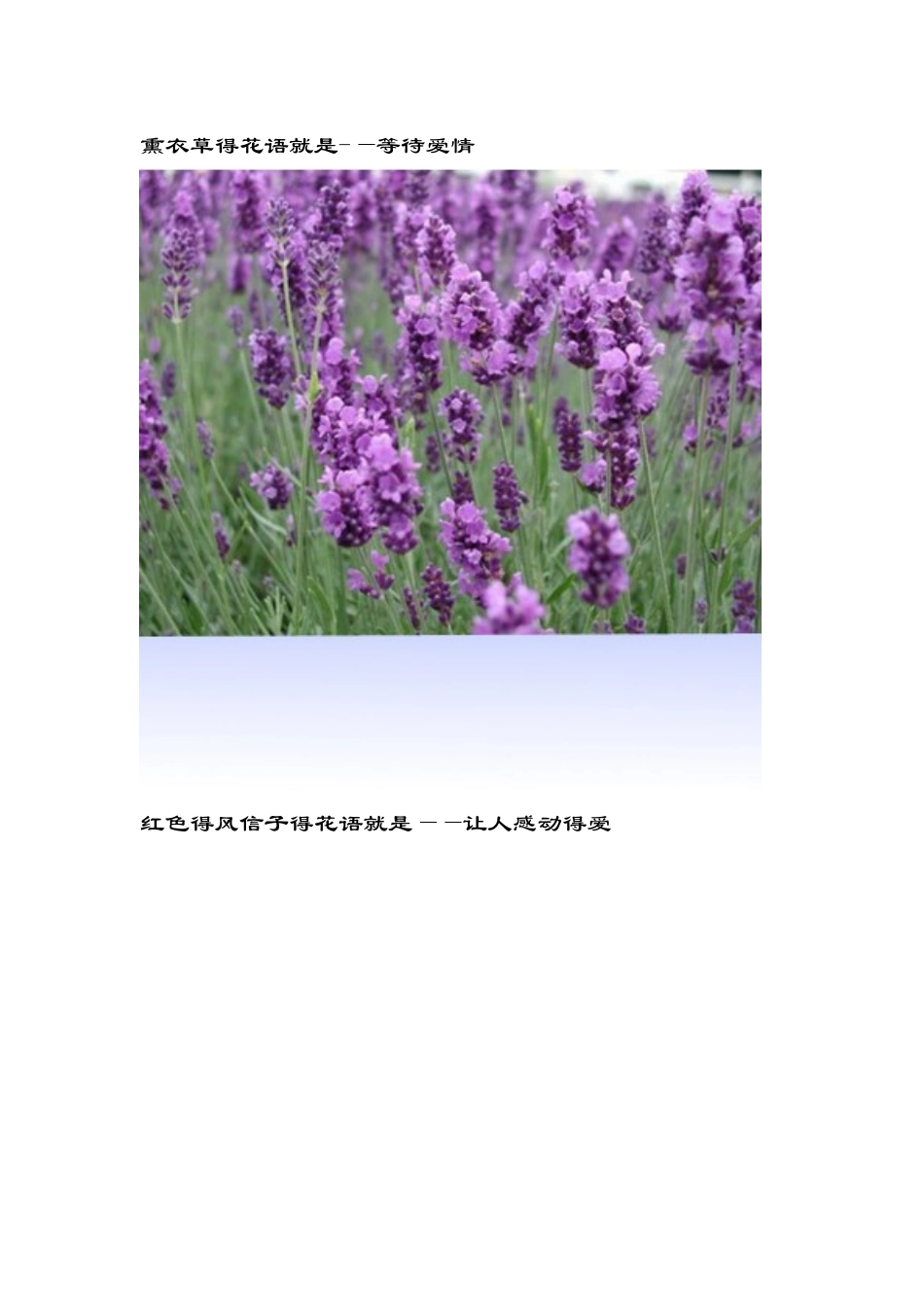 世界花语大全还有图片_第2页