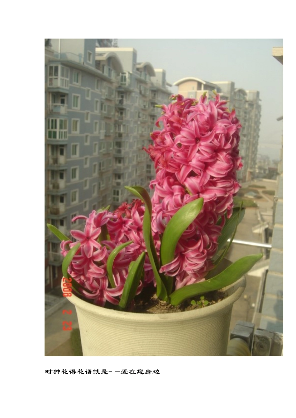 世界花语大全还有图片_第3页