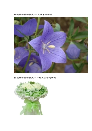 世界花语大全还有图片