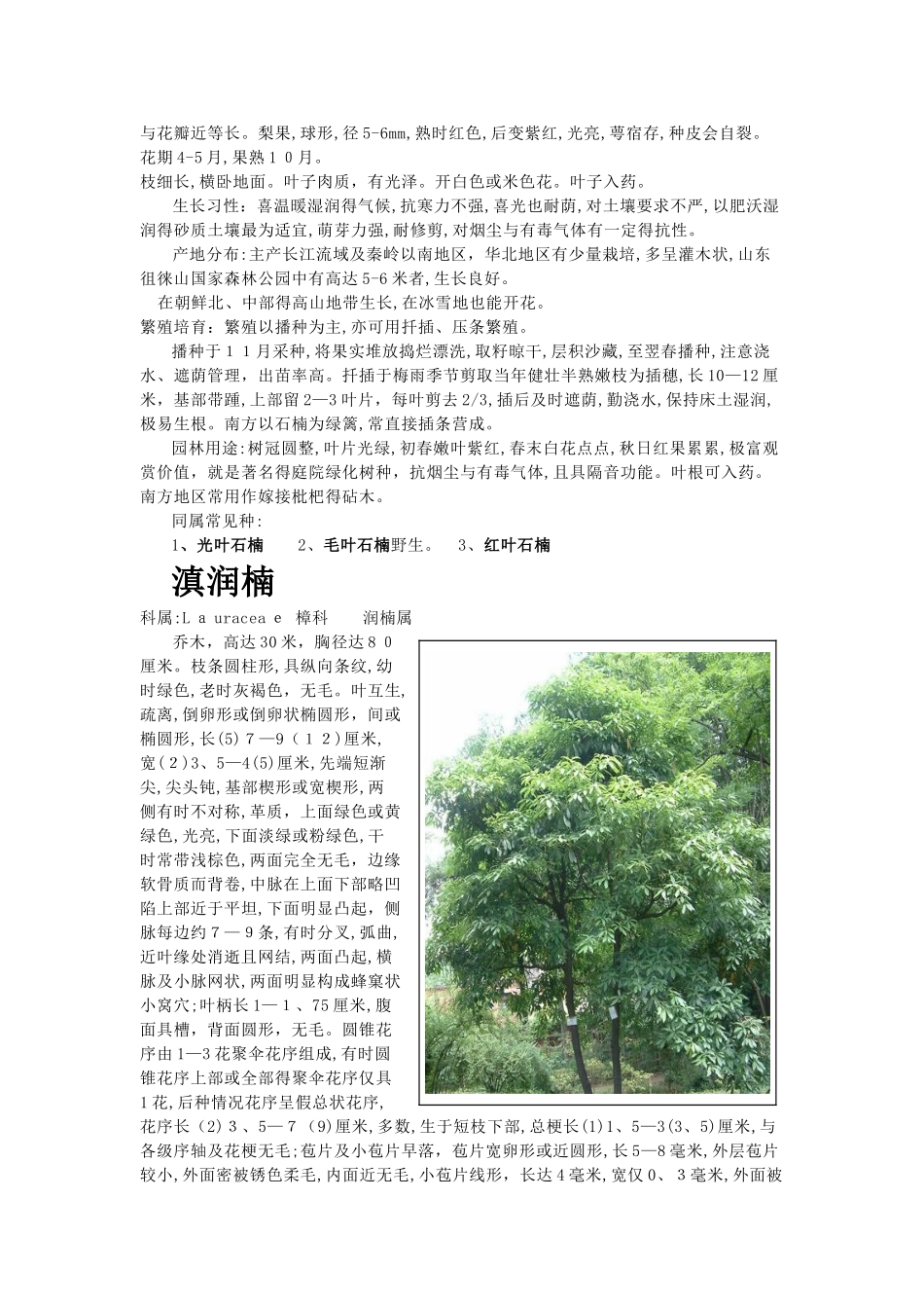 云南绿化常用树种_第2页