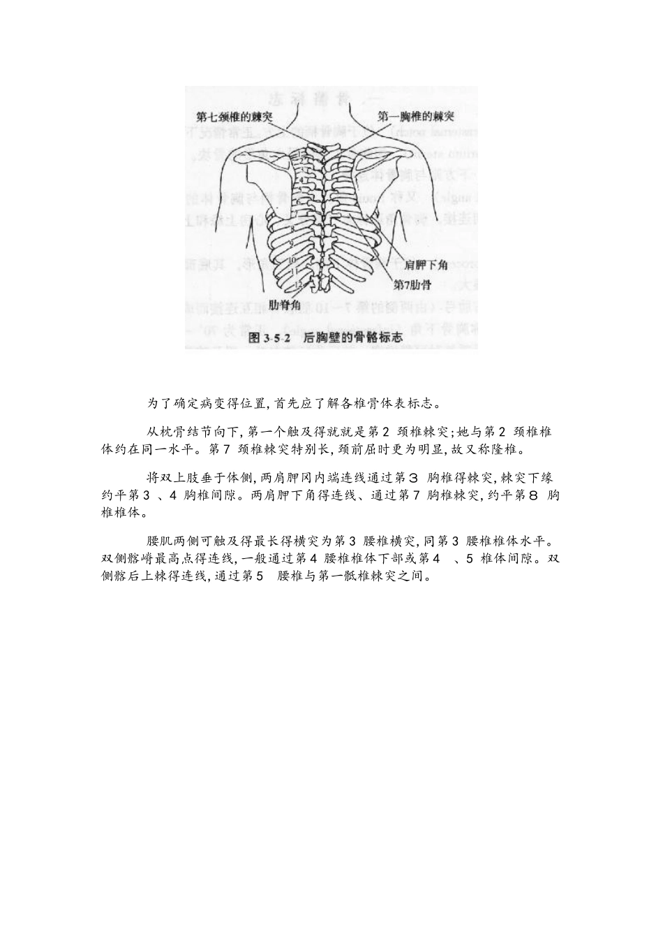 人类脊柱的结构和体表定位_第3页