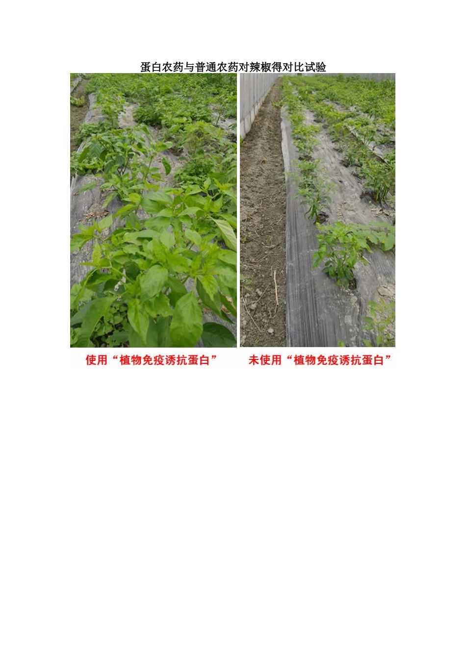 以色列最新生物科技蛋白农药对辣椒的功效及使用方法_第3页