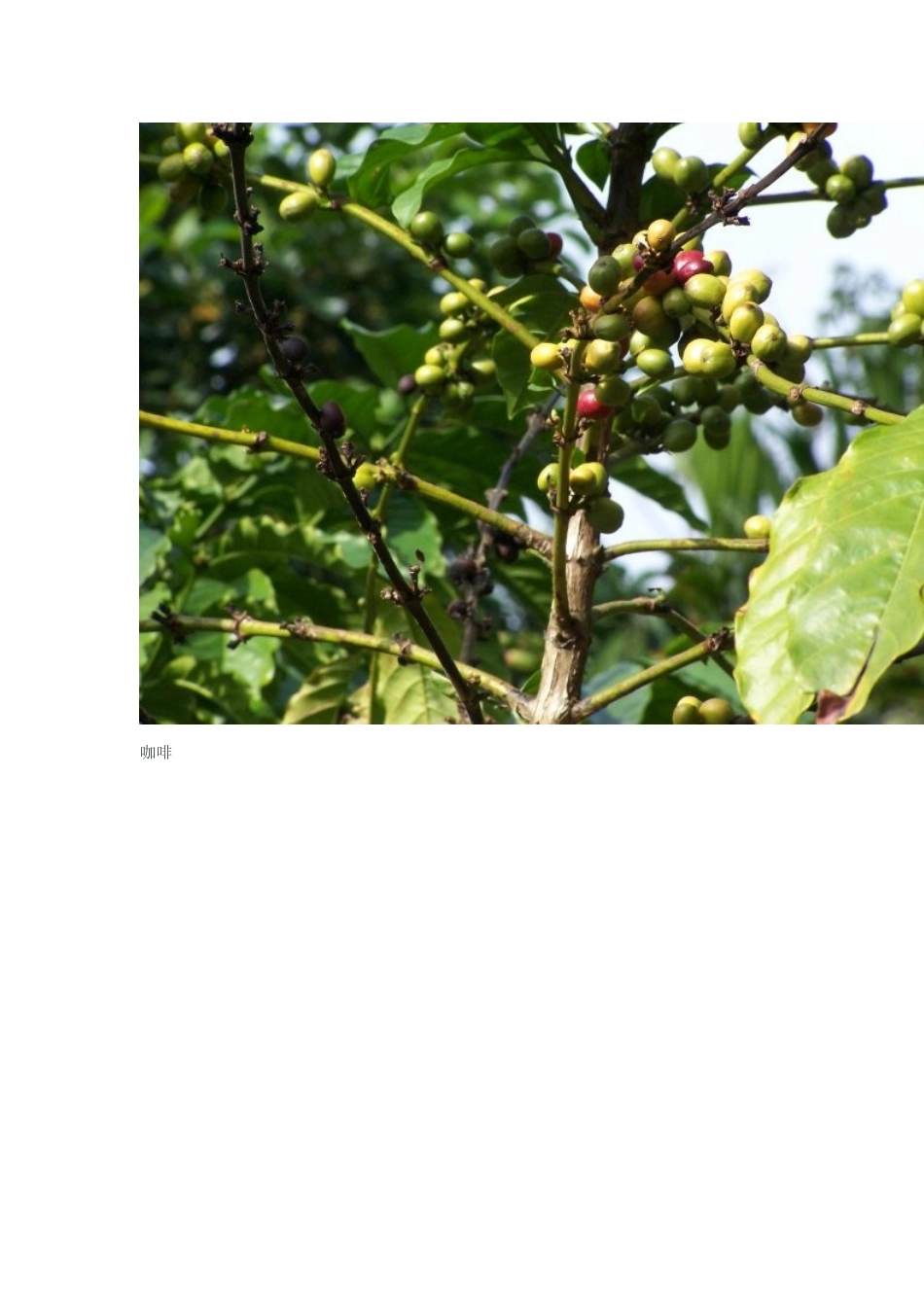 六大茶叶基础知识培训_第3页