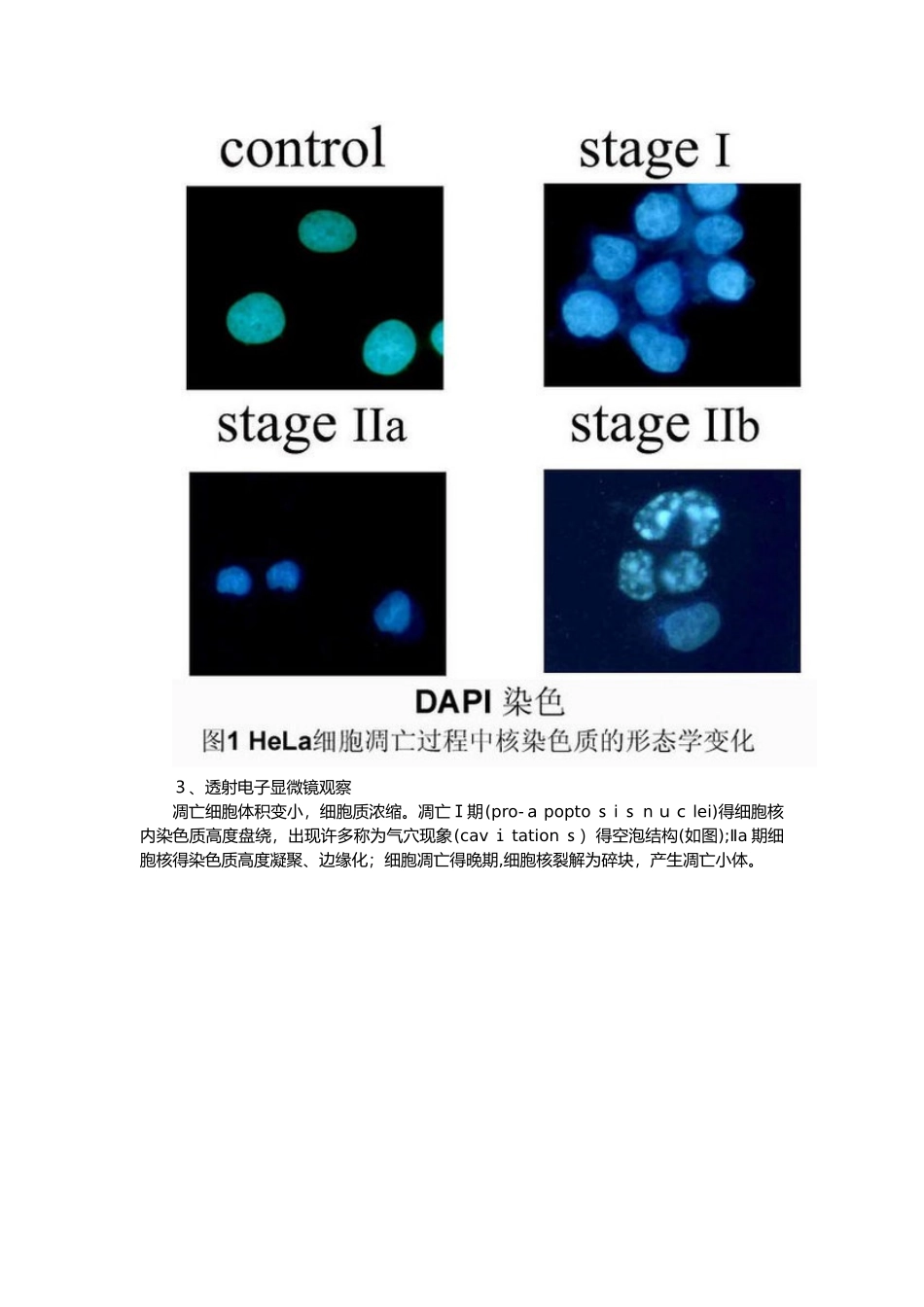 如何在组织中检测细胞增殖,分化和凋亡_第3页