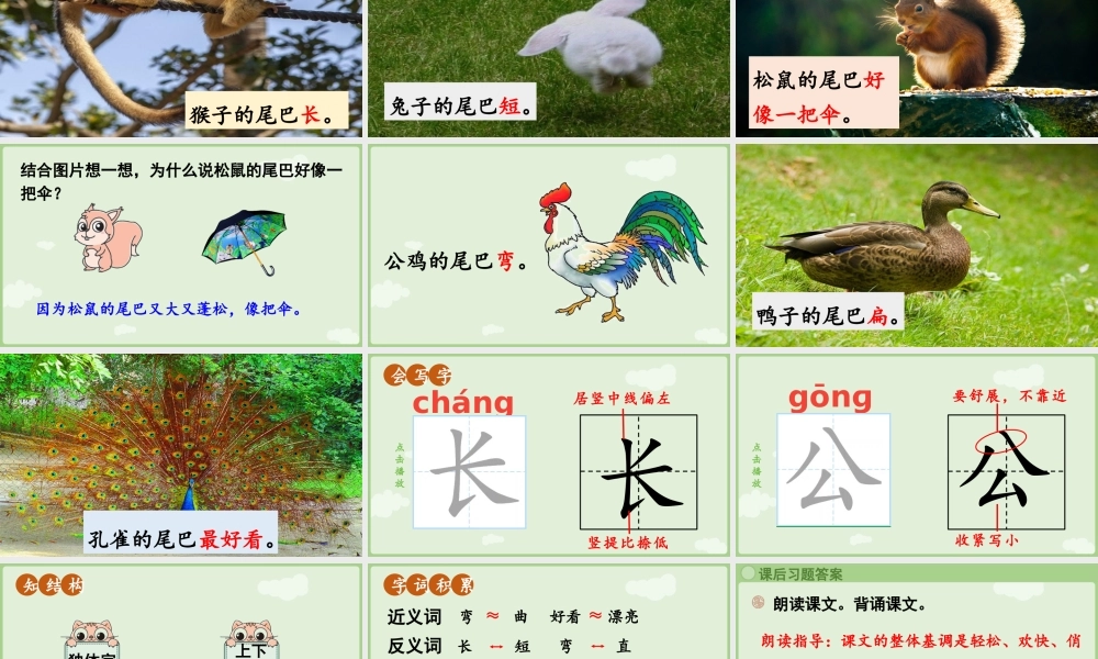 2025秋人教统编版一年级上册语文第8单元8.8《比尾巴》第2课时课件