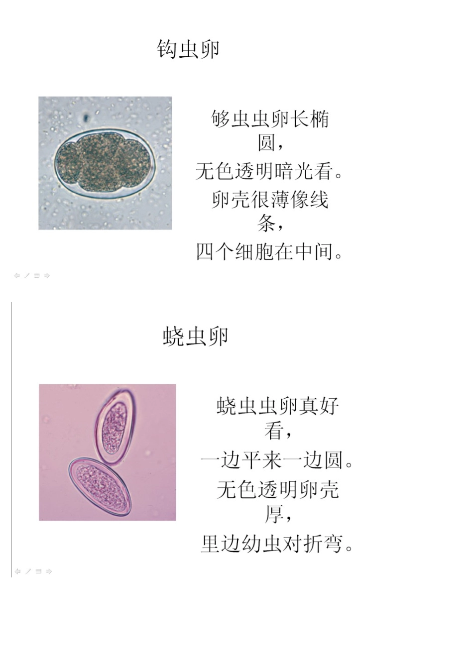 寄生虫虫卵鉴别,重点总结_第2页