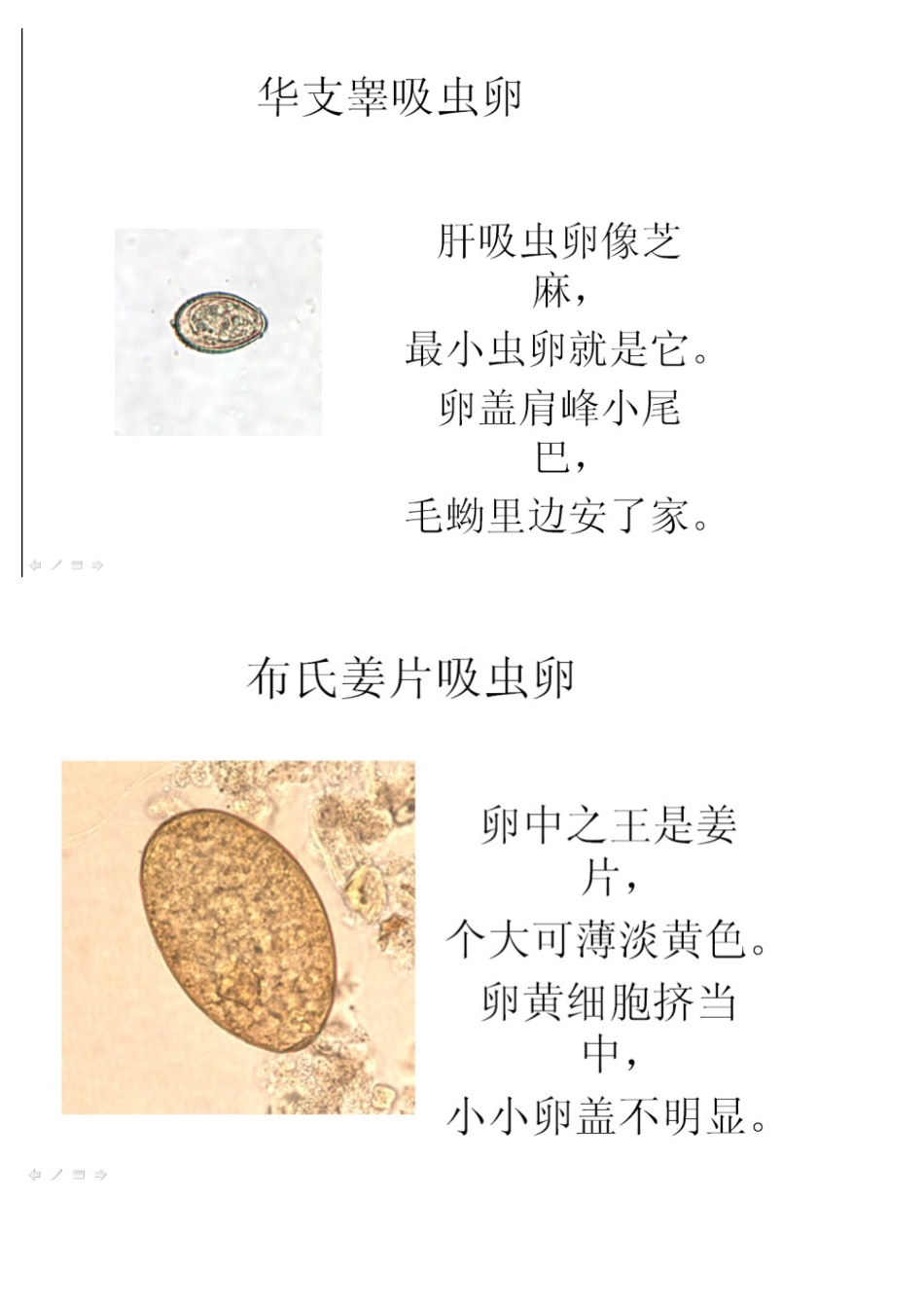 寄生虫虫卵鉴别,重点总结_第3页