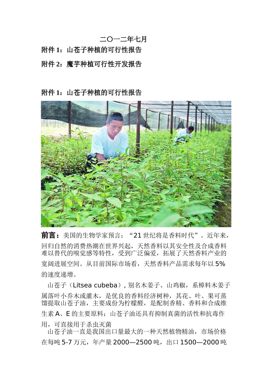 山苍子套种魔芋可行性开发报告_第3页