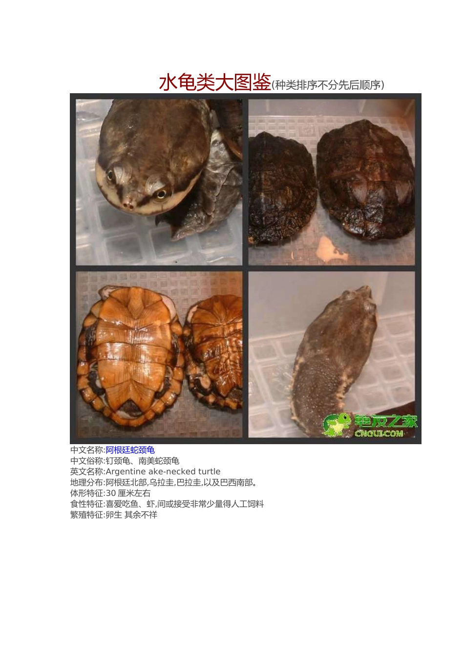 常见水龟品种大全_第1页