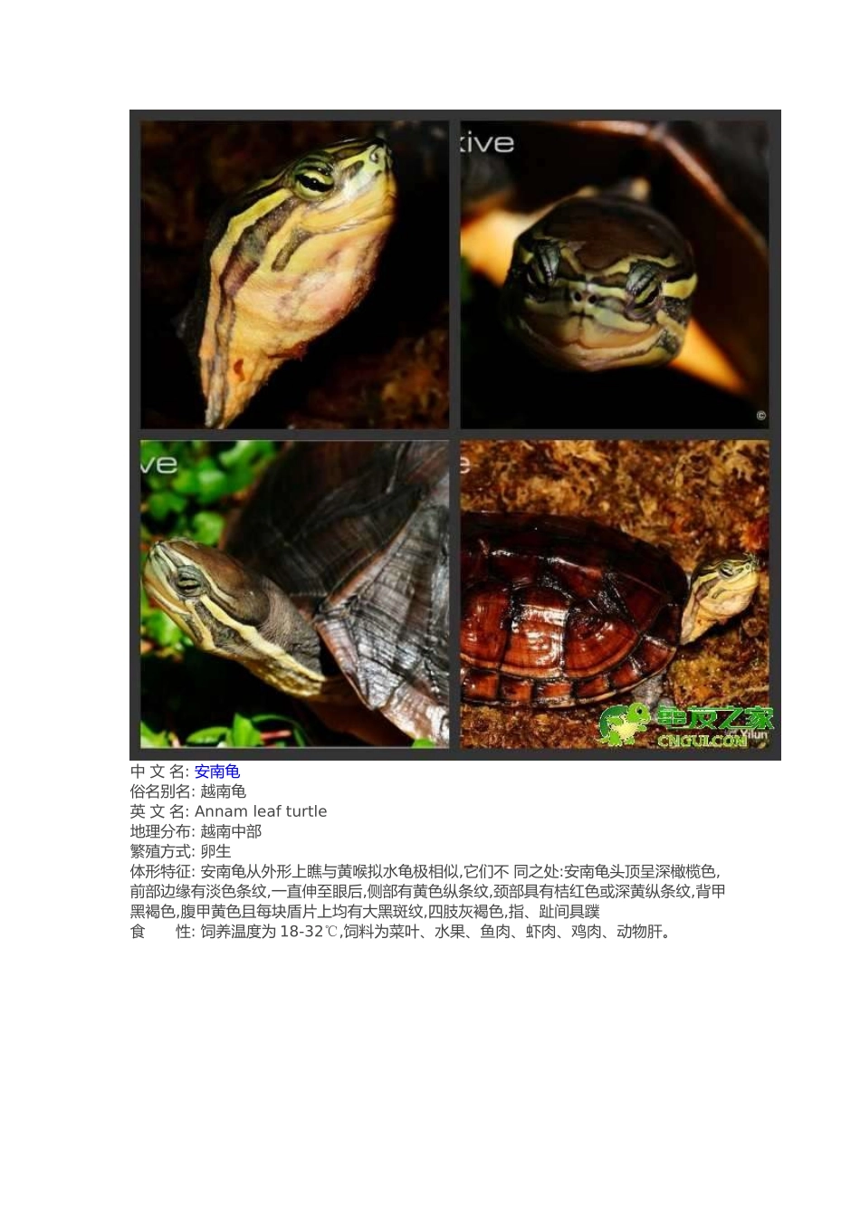常见水龟品种大全_第2页