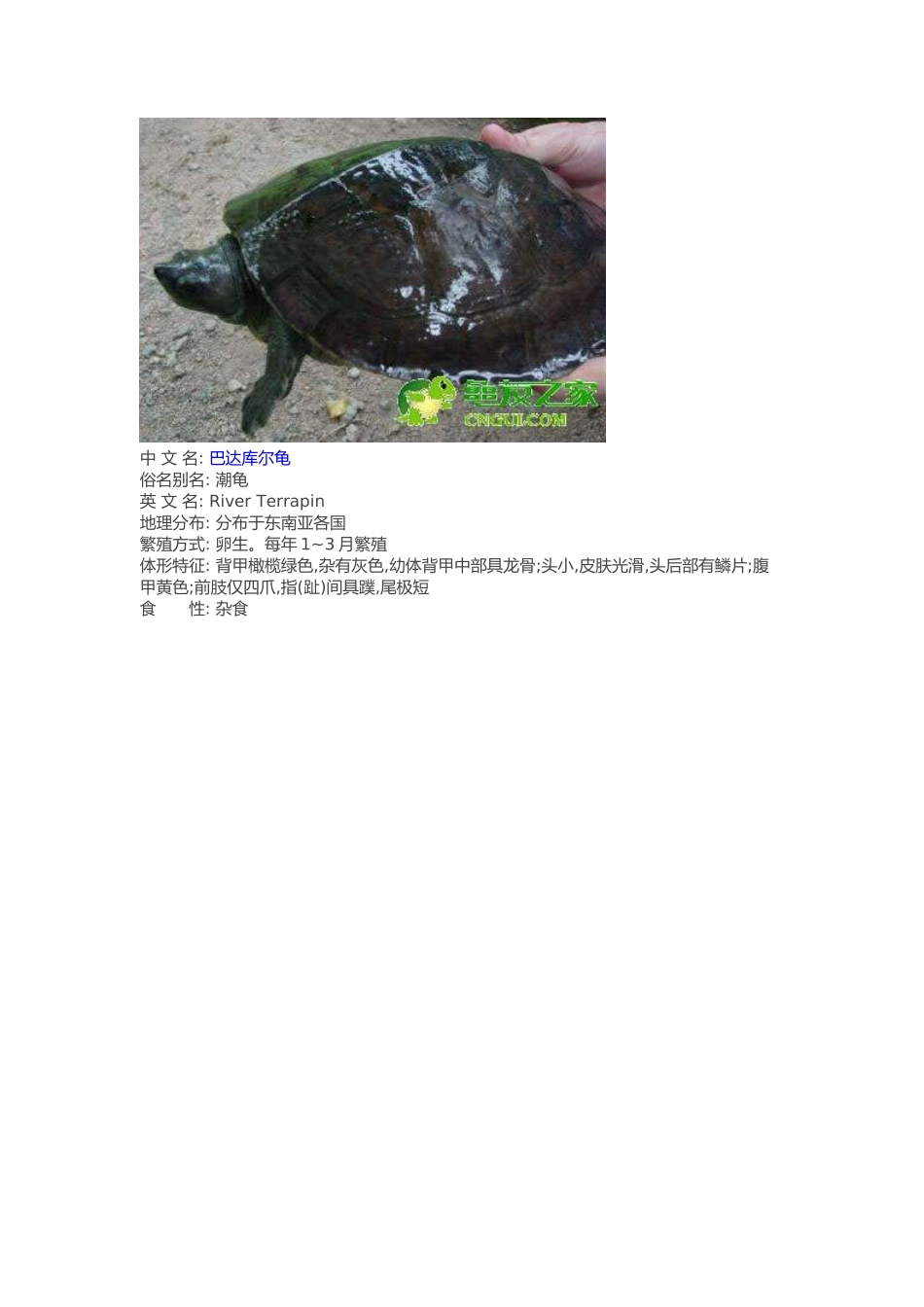 常见水龟品种大全_第3页
