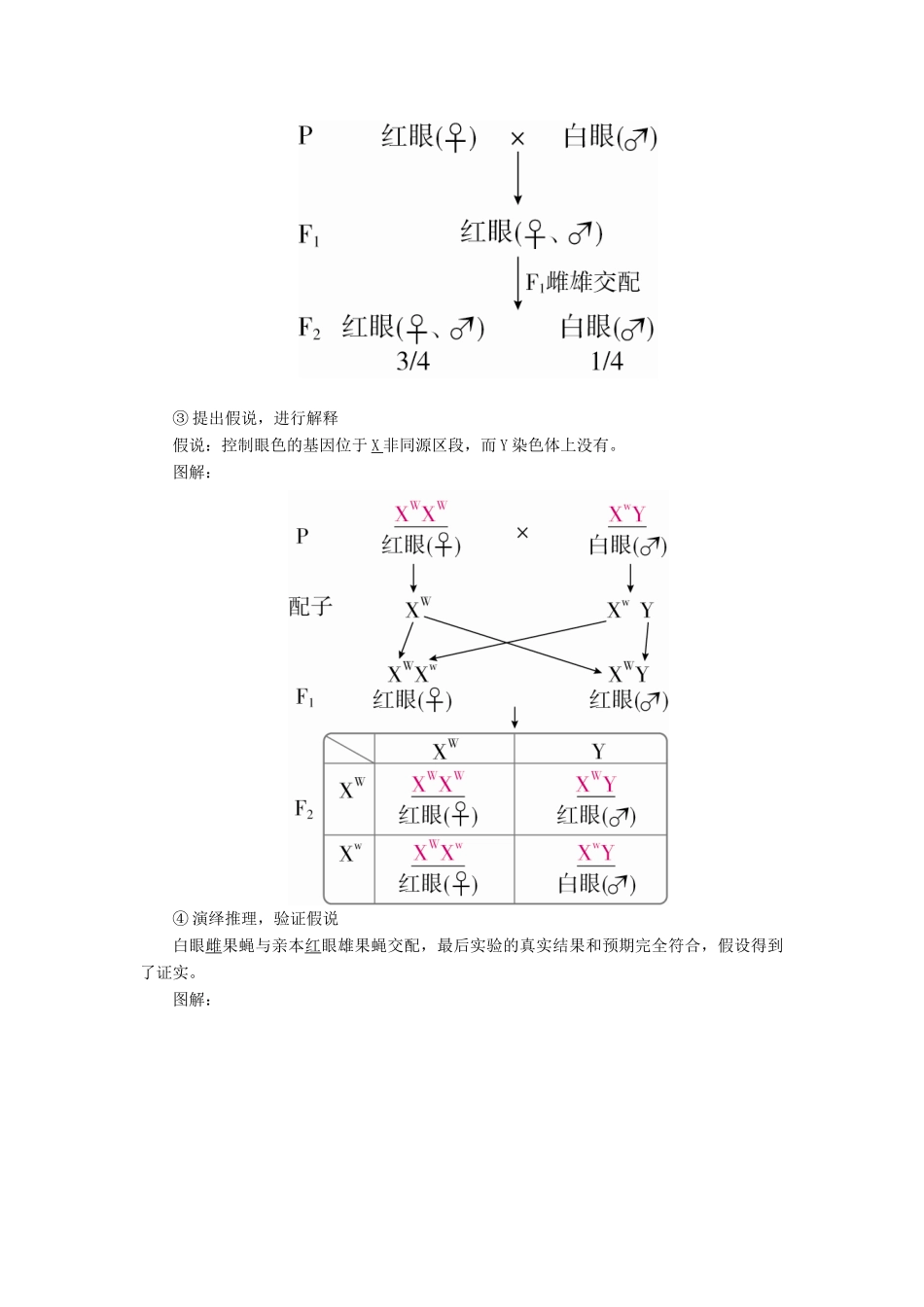 （全国版）高考生物一轮复习 第17讲 基因在染色体上和伴性遗传培优学案-人教版高三全册生物学案_第2页