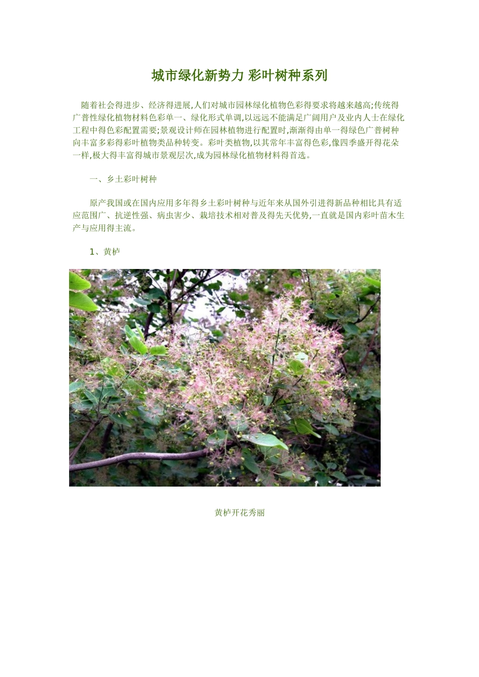 彩叶植物汇总_第1页