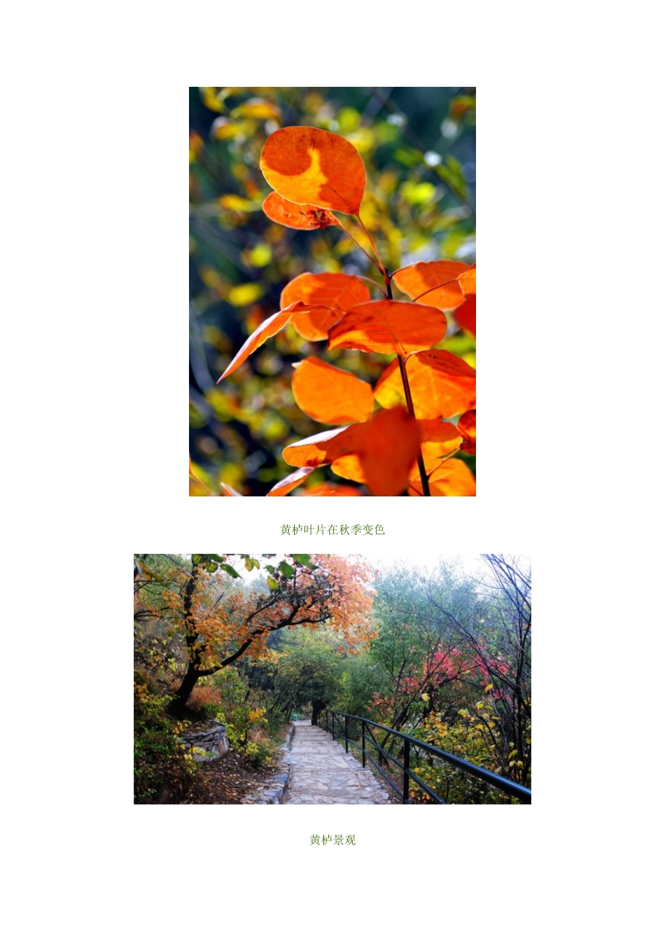 彩叶植物汇总_第2页