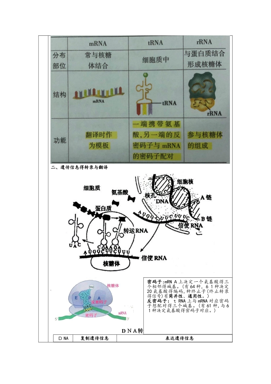 必修二第四章第1节 基因指导蛋白质的合成 学案_第3页
