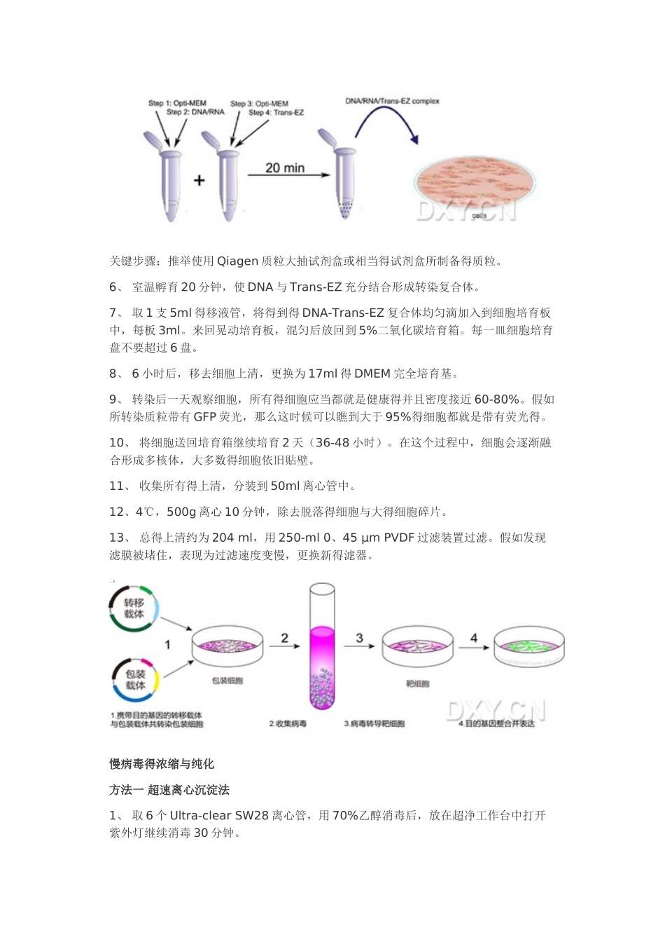 慢病毒包装、浓缩、纯化、滴度实验步骤_第3页