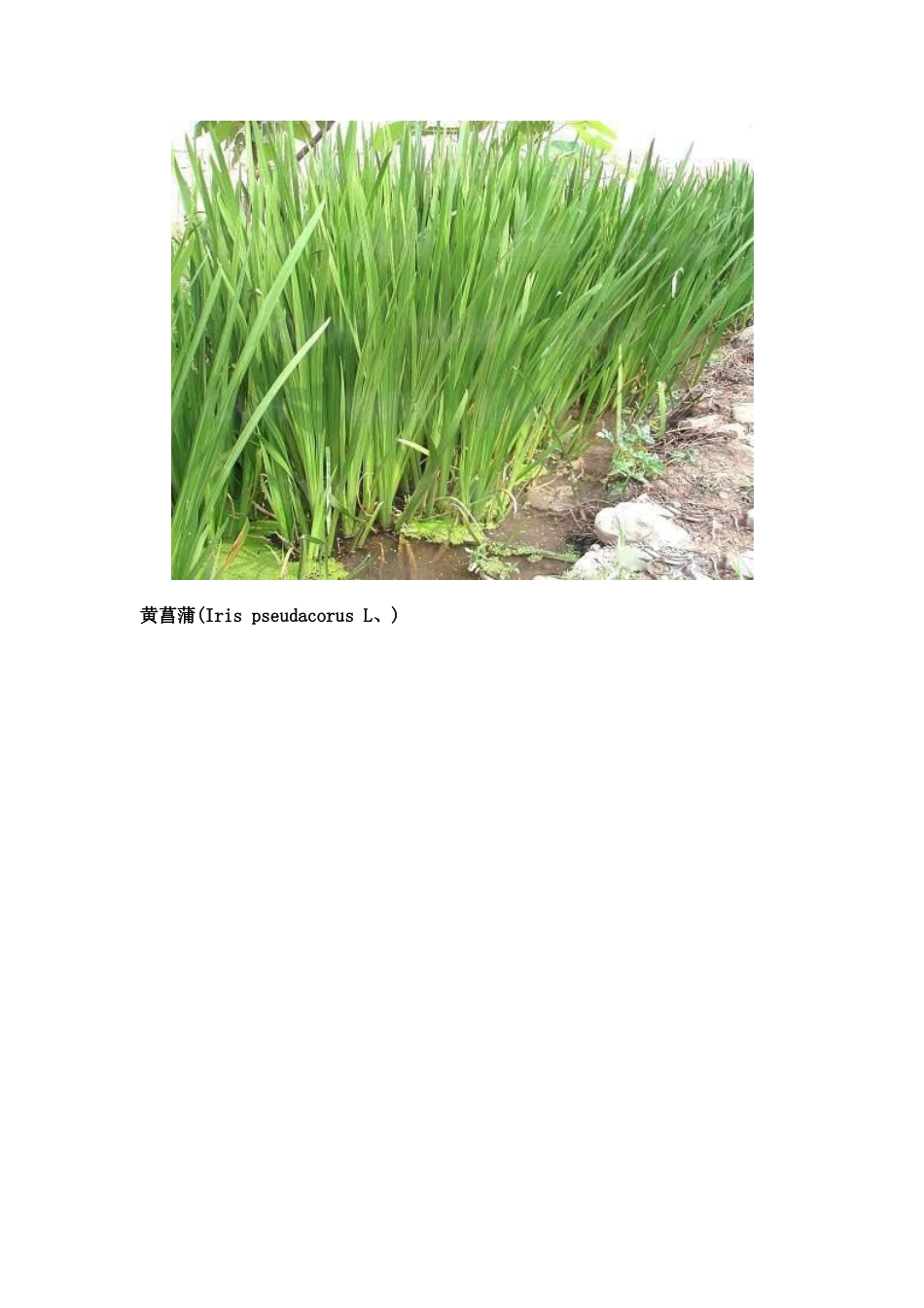 挺水植物汇总_第2页