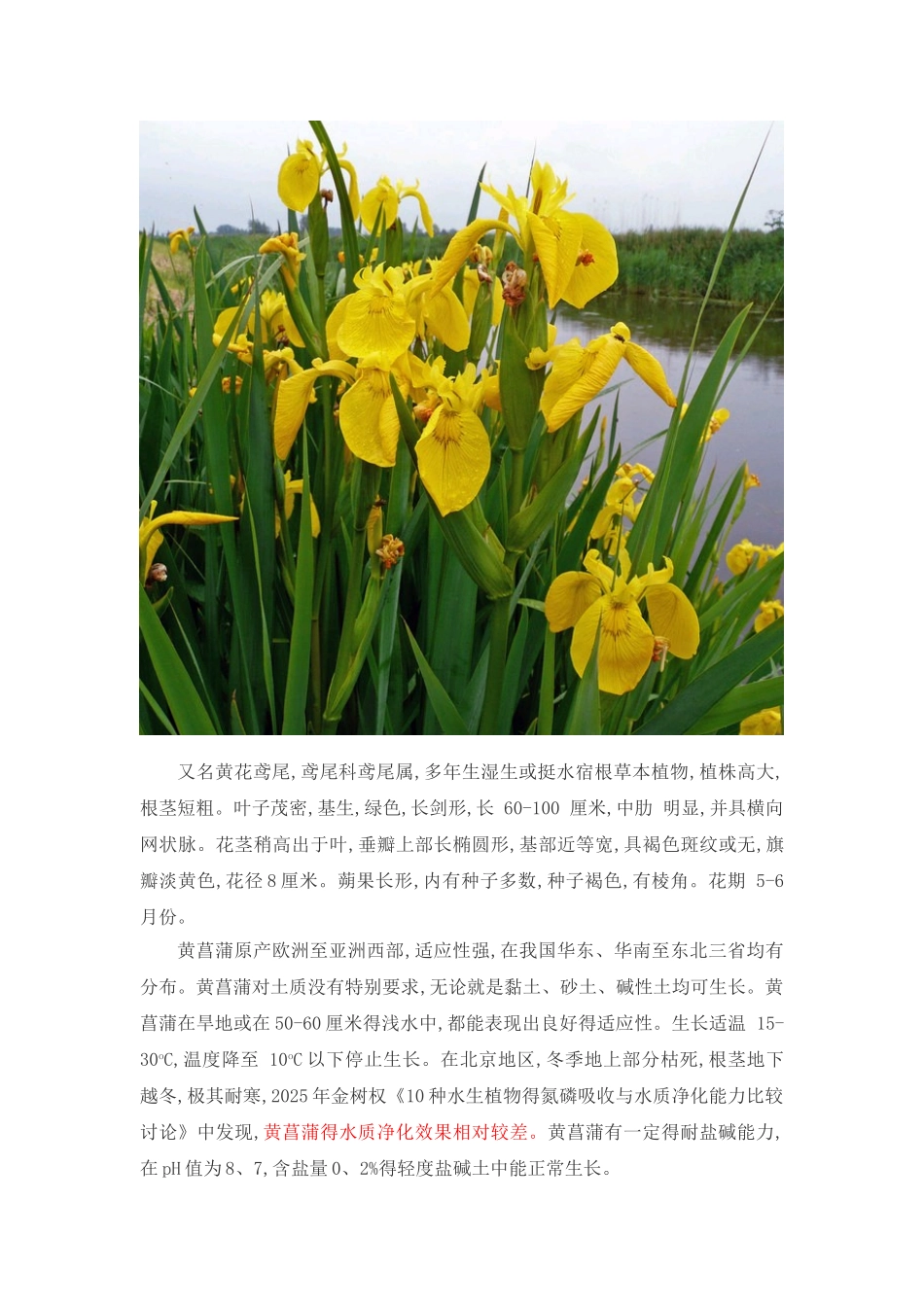 挺水植物汇总_第3页