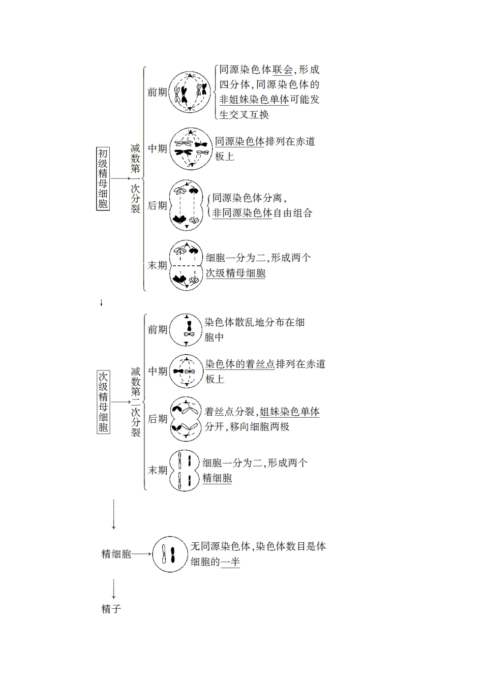 高考生物一轮复习 第4单元 细胞的生命历程 第2讲 减数分裂和受精作用教学案 新人教版必修1-新人教版高三必修1生物教学案_第2页