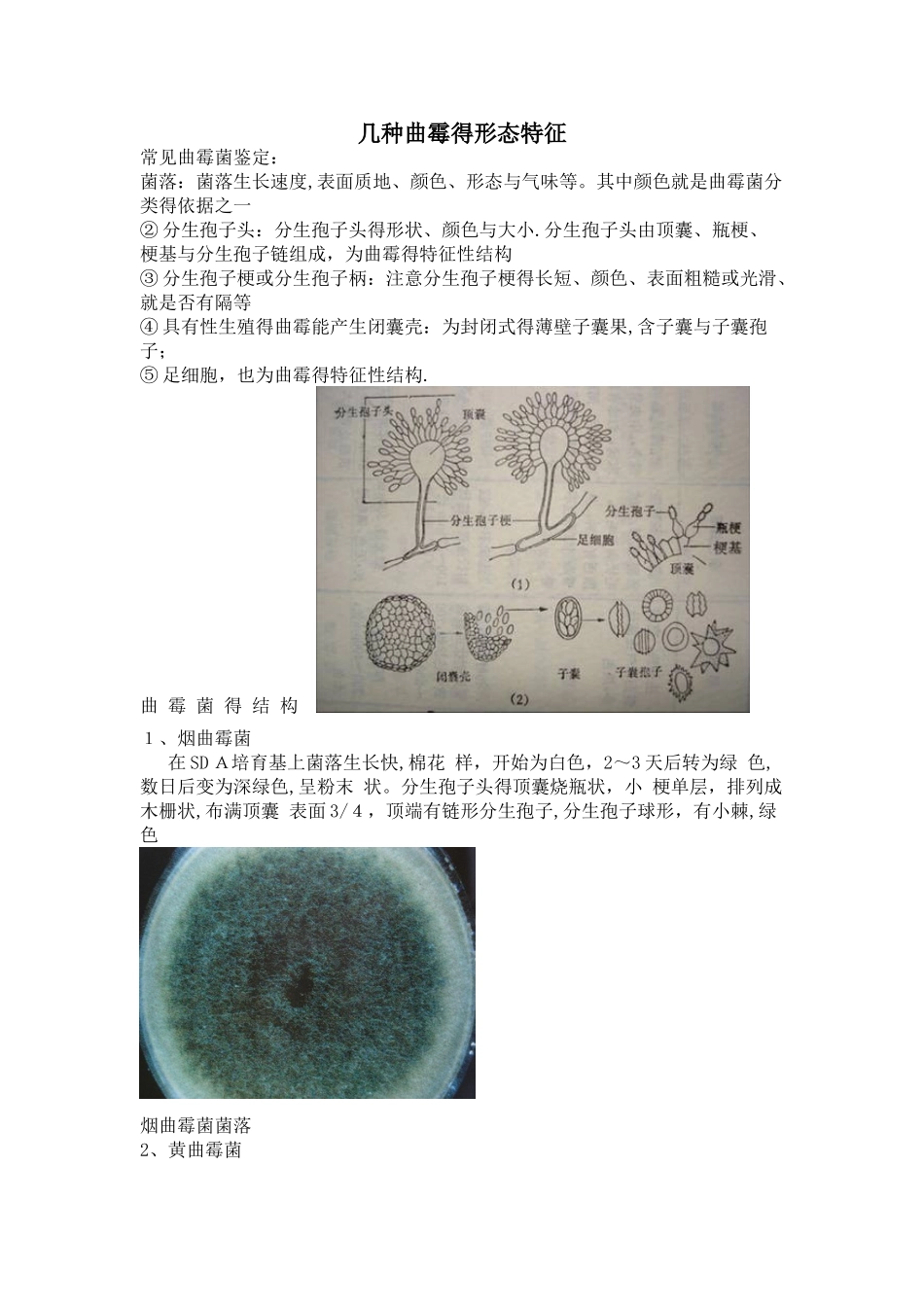 曲霉形态特征_第1页
